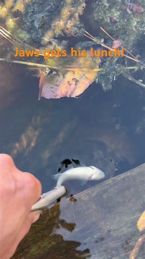 Jaws the snapping turtle gets lunch. #fishing #fish #turtle #pond #snappingturtles