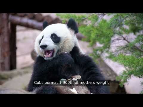 Giant Pandas - Symbol of Conservation | Stunning 4K Nature | Roar Rhythm