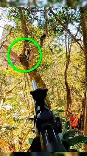 Wild Grizzly Bear Climbs Tree and Falls – Crazy Forest Hunting Moment