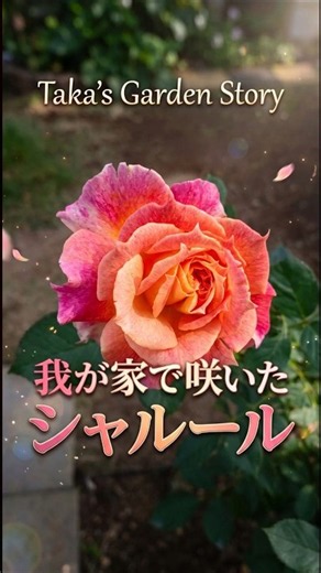 ​【バラの家】妻に内緒で購入した「シャルール」が一輪だけ開花しました！#バラ #ロサオリエンティス