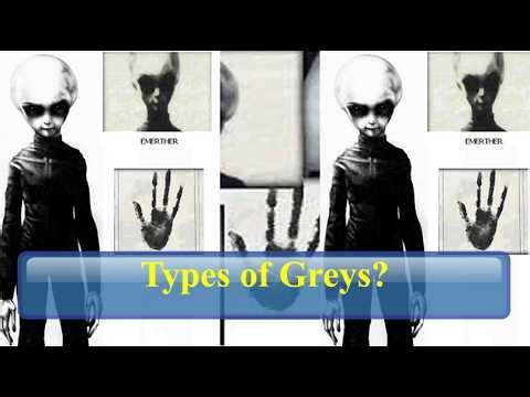 The Greys: One Species or Many?
