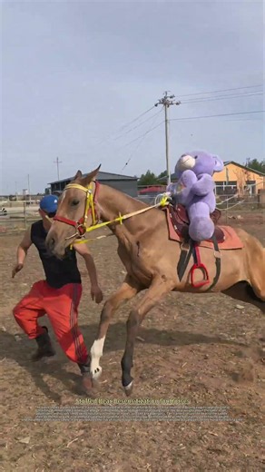 Small Farm Horse Training Hack : The Teddy Bear Method