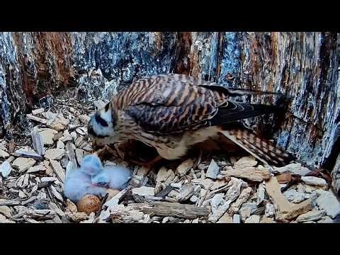 Female Feeds Day-Old Hatchlings On American Kestrel Cam | May 13, 2026
