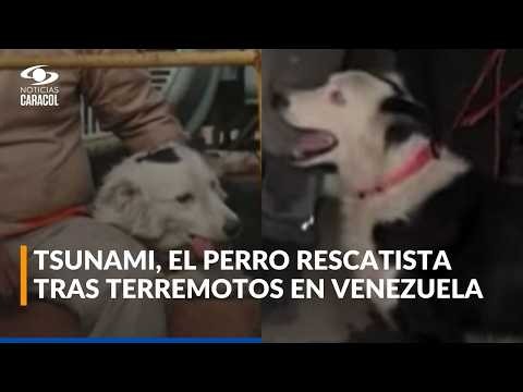 El perro héroe de Venezuela: él es Tsunami, el canino rescatista que salva vidas tras terremotos