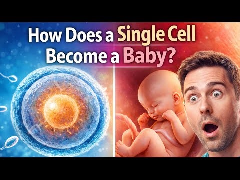 Fetal Development: Baby Growth Month by Month (From 1 to 9 Months)