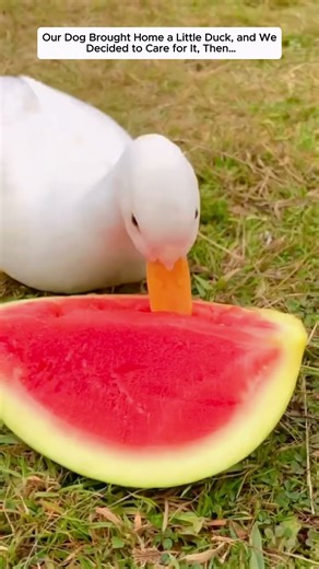 Our Dog Brought Home a Little Duck, and We Decided to Care for It, Then…