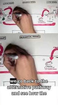 C3 Convertase: The Key Step in Innate Immunity #innateimmunity #immunology #C3Convertase #meded