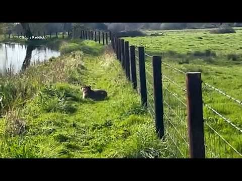 Sightings Of Capybara That Escaped From Zoo Show Him Having A Great Time