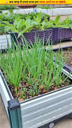 🧅This method of planting small onions will be very useful #gardening #seeds #growth