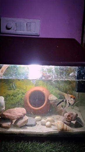 Transform planted tank ☘️ #aquarium #fishhobby #aquascape #aquascapegallery #fishtank #plantedtank