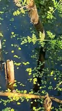 What do you say about this find in the middle of the meadow? A fish has gotten trapped.
