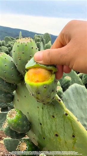 It turns out cacti can bear fruit, too.