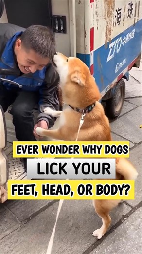 Why Dogs Lick You All the Time 🐶❤️ #shorts #dog
