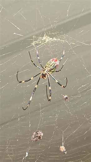 Joro Spider SouthEast Fall 2026