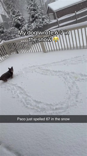 My Dog Wrote in the Snow