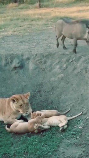 Funny Warthog Moment: The Viral Africa Wildlife Video