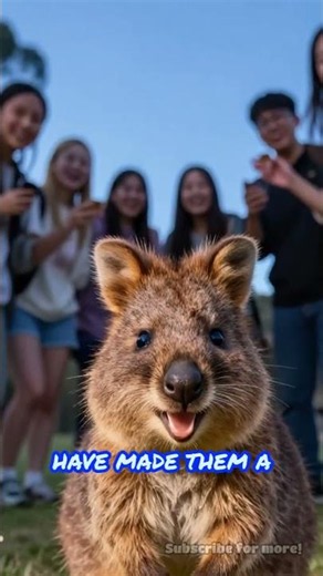 The Quokka’s Unforgettable Grin