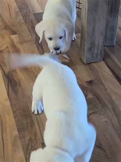 #labradorpuppies #cutepuppiesplaying #puppy #labrador
