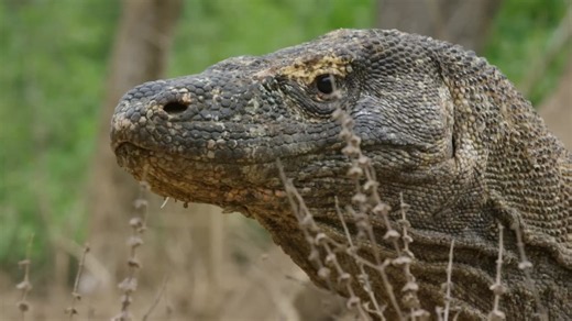 Watch this komodo bite a 0.55-ton buffalo... then let it walk away