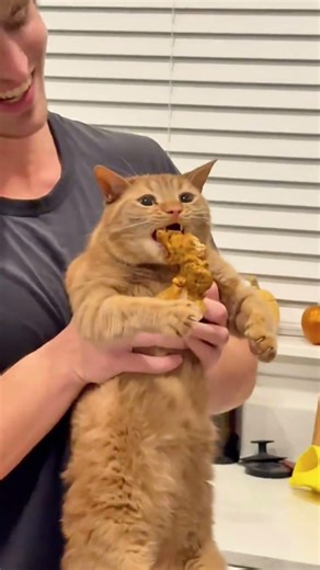 Orange cats be like: