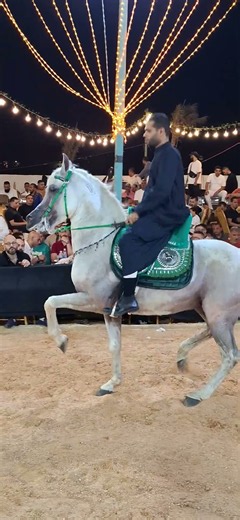 خيل عربي رقص