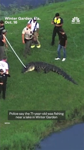 12-foot alligator caught after deadly attack in Florida