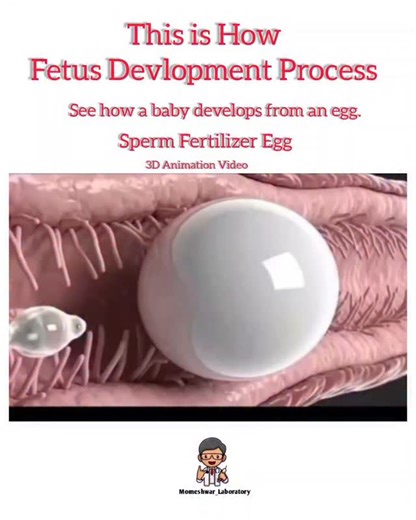 𝐌𝐨𝐦𝐞𝐬𝐡𝐰𝐚𝐫 𝐋𝐚𝐛𝐨𝐫𝐚𝐭𝐨𝐫𝐲 𝐃𝐡𝐚𝐧𝐞𝐫𝐚 on Instagram: "Fetus Development Process Egg Fertilization. Sperm Fertilizer Egg 😋 Fetal development starts with fertilization, where a sperm and egg form a zygote that becomes a blastocyst, implants in the uterus, and grows into an embryo (first 8 weeks) with major organs forming, then transitions into a fetus (from 9 weeks to birth) that develops rapidly, gaining fat, maturing organs, and preparing for life outside the womb, with growth s