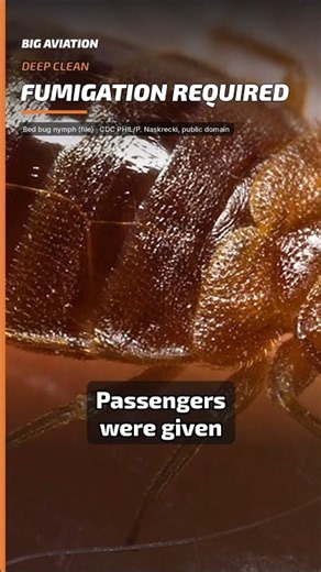 Qantas Plane Grounded: Bed Bugs Cause Chaos! #shorts