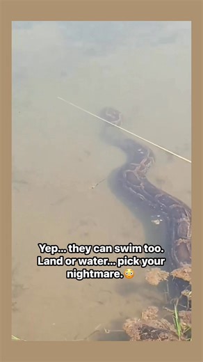 This appears to be a Reticulated Python — the longest snake in the world. And yes… they are surprisingly good swimmers. ⸻ Interesting Facts About Reticulated Pythons 🐍: • They are officially the longest snake species on Earth, with confirmed individuals reaching over 20 feet (6 meters) • Native to Southeast Asia, often found near rivers, swamps, and wetlands • Excellent swimmers — they can cross rivers, lakes, and even coastal waters • Despite their size, they are non-venomous and rely on power