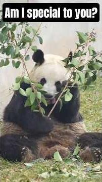 19 Pandas in Xi'An Qinling Four Rare Animals Science Park（西安秦岭四宝科学公园）Which one do you prefer? 🥰🥰🥰