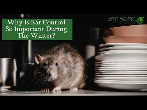 Why Rat Control Is So Important in the Winter Months | Pest Control Excellence
