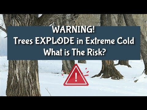 WARNING! Trees EXPLODE in Extreme Cold: What is The Risk?