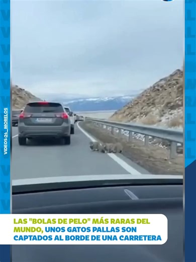 ¡Los gatos más expresivos y misteriosos del mundo fueron captados en un inusual encuentro cercano! Estos gatos de Pallas, también conocidos como Manul, sorprendieron a viajeros al ser vistos rondando una carretera, destacando por su denso pelaje y su forma circular tan característica. Aunque su ubicación exacta se mantiene en reserva, las imágenes se volvieron tendencia debido a la extraña apariencia de este felino salvaje que habita en las estepas de Asia. El avistamiento de esta especie poco c