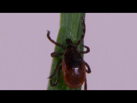 Tick bites, lyme disease on the rise, says health officials