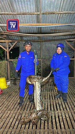 'Penunggu' enam meter tumpas akhirnya