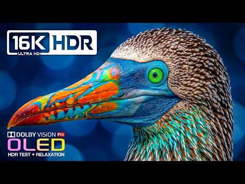 Incredible OLED HDR Showcase | Dolby Vision 120fps | 16K ULTRA HD Nature Video (8K/4K Video TV)