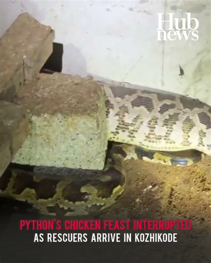 Python’s chicken feast interrupted as rescuers arrive in Kozhikode