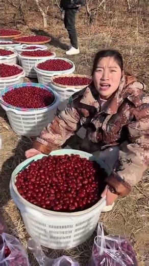 Amazing dried jujube fruits | Rural farmers harvesting Sweet Chinese Red Dates#fruit#farming