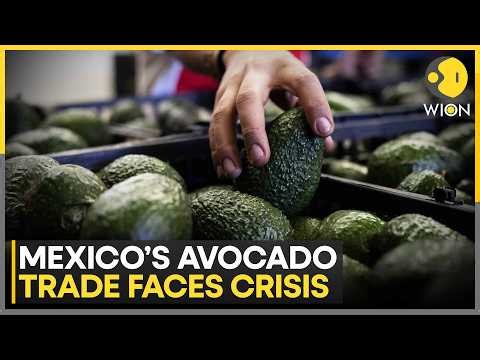 Mexico Deploys 1,500 Troops As US Avocado Export Crisis Deepens