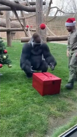 He Gave a Gorilla a Christmas Gift, But Didn't Expect THIS Reaction 🥺