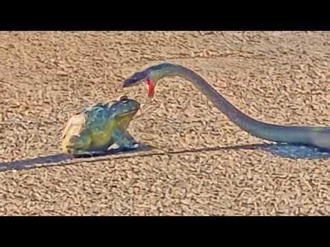Huge Bullfrog Refuses to Become Meal for Snake in Big Battle
