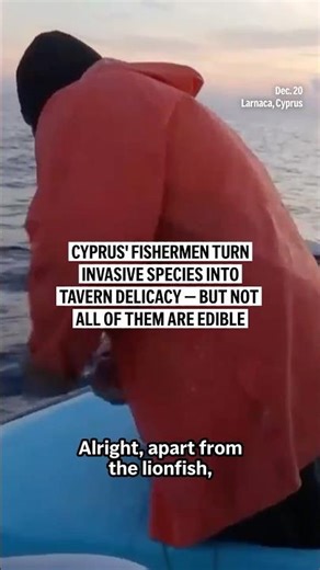 Cyprus' fishermen hunt invasive species for tavern delicacies — but not all of them are edible
