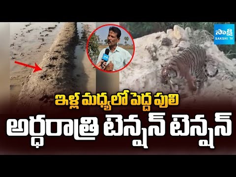 వామ్మో పులి.. | Tiger Hulchul in Karimnagar | Sakshi TV Ground Report