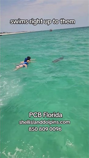 swimming with dolphins Shell Island Dolphin Tours #pcb #fypシ #shorts #ytshorts #fyp #dolphin