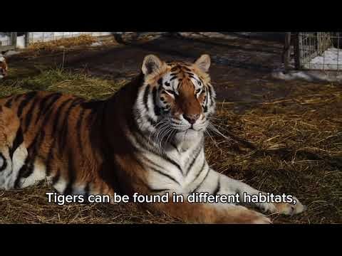 Tigers #AnimalKingdom #Tigers #nationalgeographic