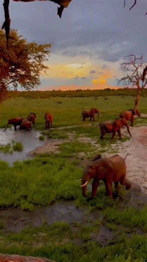 🇿🇼 ZIMBABWE NATURE AT ITS BEST 🇿🇼 Views from Ray’s Pan Camp, deep inside Hwange National Park. This is where elephants gather peacefully at sunset, surrounded by untouched wilderness and natural beauty. A place that stirs the soul and stays with you forever. Located about 2 3 hours from Victoria Falls, Ray’s Pan offers one of the most authentic safari experiences in Zimbabwe. 📍 Zimbabwe 🇿🇼 🦏 Wildlife 🌅 Sunset magic Tell us 👇 Would you love to experience this place one day? #DiscoverZim