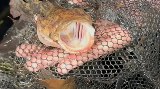 He thought it was just a pond… when an alien fish appeared, caught on camera