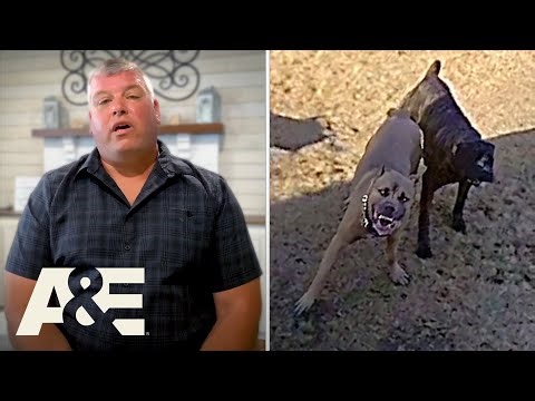 Neighborhood Wars: Animal Attacks, Rescues & Wild Encounters | Top 9 Moments | A&E