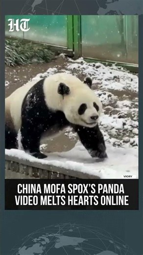 Cute Panda Clip Shared by China MOFA Spokesperson Goes Viral | China News | #shorts