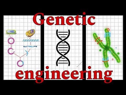 What is Genetic Engineering? Easy Explanation for Beginners